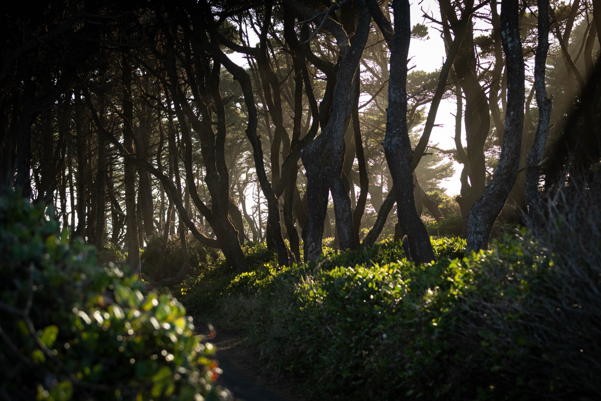 Sunlight filtering through coastal trees