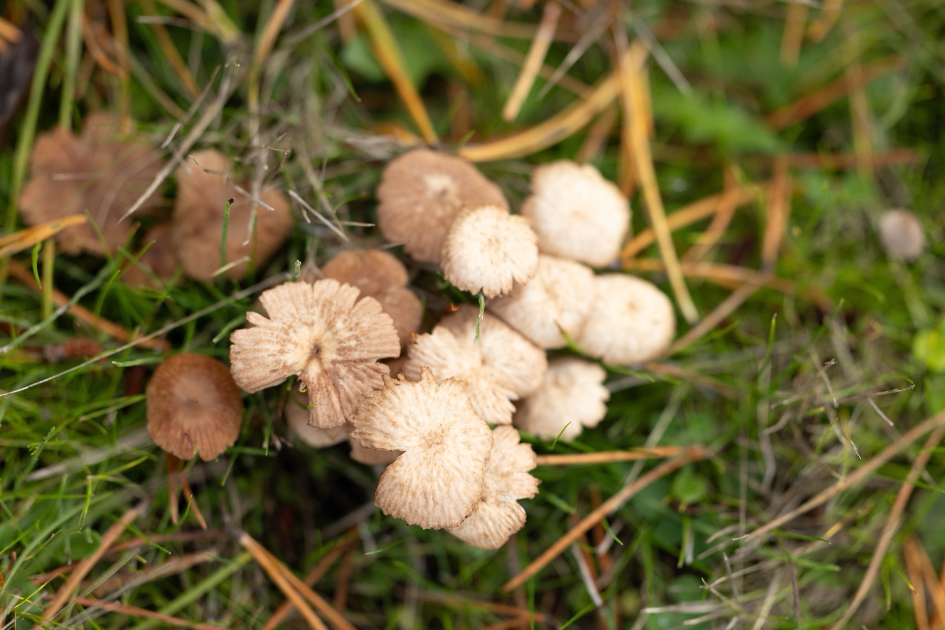 Wild mushrooms on the forest floor